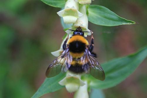 Bombus sp.